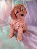 Red Female Cockapoo Ready 1/12/13. Cockapoo Puppy for Sale #23 |Cockapoo Breeders 2012